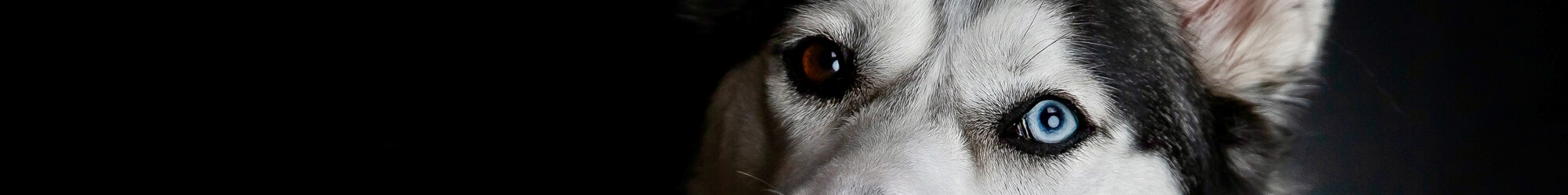 Pet Photography