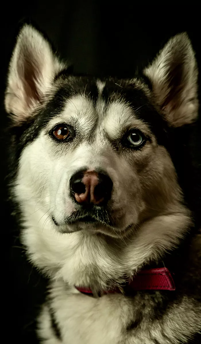 Pet Photography